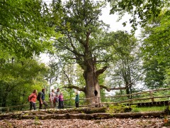 Hofgeismar UrwaldSababurg PaavoBlafield k