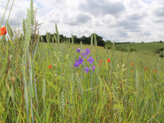 wiese bei germete  naturpark